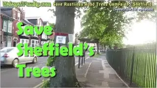 Save Sheffield's Street Trees - Rustlings Road  (Endcliffe Park)