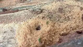 Square headed wasp (Genus Crossocerus) provisioning cells  SD 480p