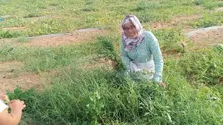 فين وصلات قنية ليربات سميرة والبحيرة لباعت مع هاد الجو والحرارة 😍🌞