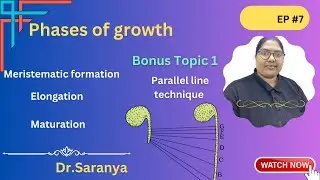Phases of growth: meristem formation, elongation and maturation #neettamilchannel