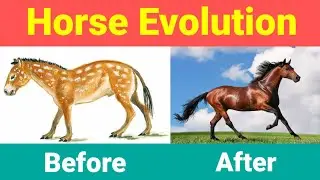 Horse Evolution🐎