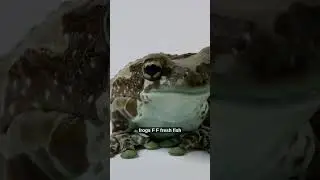 Funny Frogs Find Fresh Fish 🐸🐟 | Say It Fast!