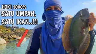 REKEJI 1000%||panen babon ikan baronang hitam dispot perawan||full strike sampai kewalahan..!!