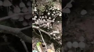 Coprinellus disseminatus mushroom - prizren 9 October 2022