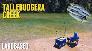 Land Based Fishing | Tallebudgera Creek Whiting