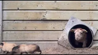 Lambs and climbing guinea pigs