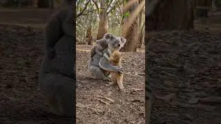 🐨 Lost Kitten Finds a Koala Mom 🥺❤️