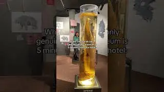Iceland 2025 - Penis Museum