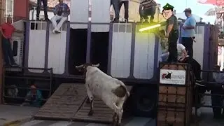 &iquest;Cabestro guiado por la Guardia Civil? Vitigudino 2015 Toro del Corpus. YoTaurino.net