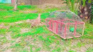 Grey Francolin pair Voice, Partridge bird sound, teetar ke awaz