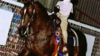 The Morgan Horse