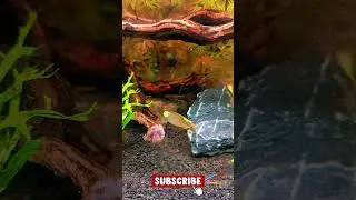 Soothing Fish Tank Background 🌊 | Relaxing Water Sounds for Sleep