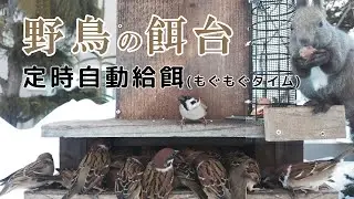 【エゾリスと野鳥の餌台】 定時自動給餌 シジュウカラ・ゴジュウカラ・ハシブトガラ・スズメ Automatic Bird Feeder 2026/01/26