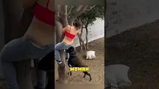 💥🐐 Режим козлиной ярости: когда милота превращается в хаос! 🐐💥