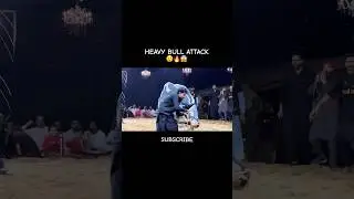 Heavy Bul Attack 😱 #cow #heavybulls #shortvideos #shorts