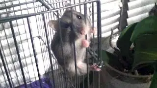 Funny hamster (walking on ceil)