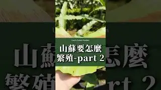 山蘇是蕨類，沒有種子要用孢子繁殖。那要怎麼播孢呢？#李的綠意花園 #播孢 #園藝