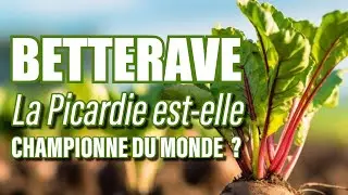 La Picardie, championne du monde de la betterave sucrière | C'EST VRAI ÇA ?