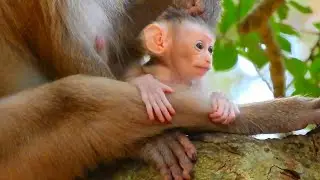 So Beautiful Baby Rina Enjoying Her Perfect Life On The Tree With Mom Great Care Well