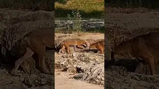 Two Beasts #animallife #protectnature