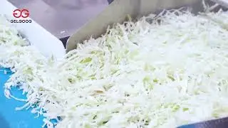 Leafy Vegetable Washing Production Line | GELGOOG