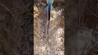 #shorts #shortsvideo #farmer  #shortsyoutube #pqnk #खेती #PQNK technology लगातार एक मेड पर तीसरी फसल