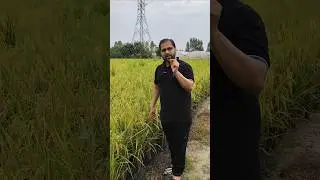 🔴Rice Plants Inflorescence🌾Important Concept  #shortsfeed #ytshorts #tarunsir #ytshortsfeature #neet
