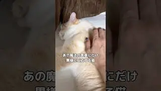 全然起きなかったくせに魔法の言葉を使ったら一瞬で起きる猫 #猫 #魔法の言葉 #shorts