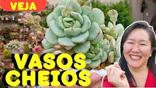 SUCESSO COM VASOS CHEIOS DE SUCULENTAS