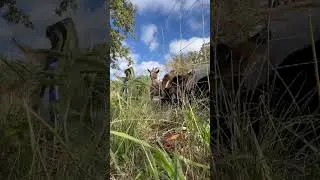 Training goats to electric fence #goats #cutegoats #shorts #spanishgoats