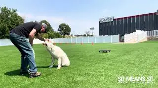 Deaf Dog Awareness Week - Millie the Great Pyrenees | Sit Means Sit Dog Training Colorado Springs