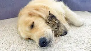 Adorable Tiny Kitten Fell Madly In Love with Golden Retriever [CUTEST VIDEO EVER]