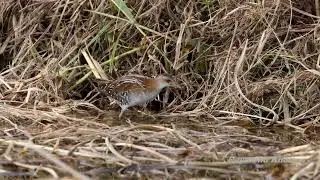 Baillon&rsquo;s crake (Zapornia pusilla) - Long Valley HK #birds #nature
