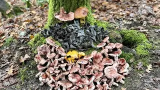 1️⃣2️⃣7️⃣ 2025-12-14 FUNGHI PORCINI CHE PASSIONE 🍄 #127