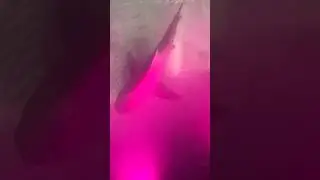 Bull shark trying to eat sharkbanz in the Bahamas. #fyp #shark #trendingshorts #trending