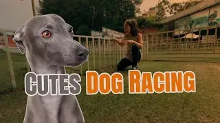 Cute Dogs Racing &mdash; Who Wins?