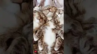 Tiga kucing bobok akur #catlovers #catloverindonesia #pencintakucing #kucingimut #cat #thailand