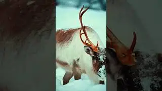Wild Reindeer in Winter Wonderland #shorts #cuteanimals #shortvideo