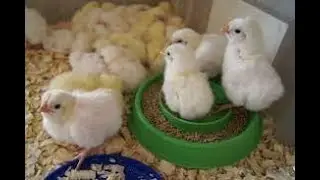 Цыплята Леггорн Первые дни жизни  Пропойка, кормление, вакцинация