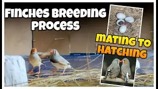 Finches Breeding Process Mating To Eggs Hatching! Breeding progress