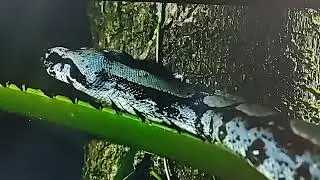 huge python SNAKE EATS A RAT IN PHILIPPINES Smithsonian channel animal planet #nature #wildlife