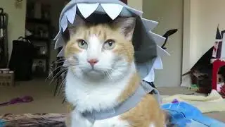 Cat Dressed As Shark