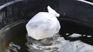 Acclimating Your New Koi Or Goldfish