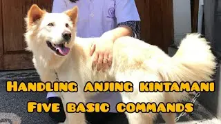 Handling Anjing Kintamani Bali (Five Basic Commands pada Dog Show)