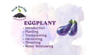 Eggplant - Save Seeds, Plant, and Transplant