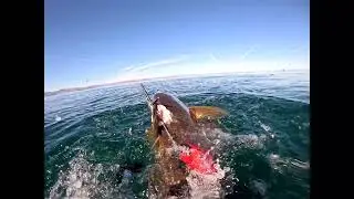 Spearfishing Cubera