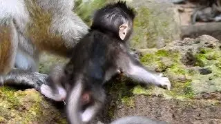 Popeye Block Baby Polly For Sucking Milk| Baby Polly Try Hard With Her Head To Find It
