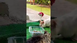 GATITO COMIENDO #cat #remix #song #dj #viral #update #viralsong #aquarium #latesupdates #viralvideo