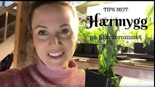Tips mot H&AElig;RMYGG p&aring; planterommet