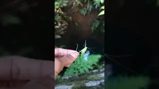 kerala snake head fish #viral #slowmotion #angling #varal #malayalam #subscribe